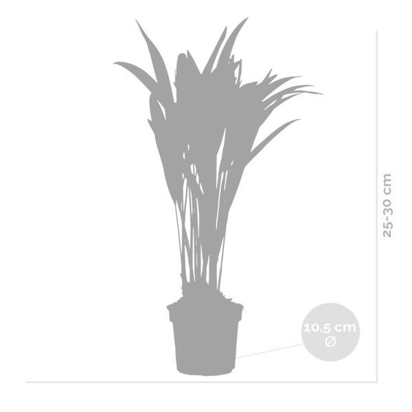 Bloomique - 2er Set - Dypsis Lutescens - Goldfruchtpalme - Areca Palme - Zimmerpflanzen - Pflegeleicht - Haustierfreundlich - Höhe 25-30 cm - Topf 10,5 cm