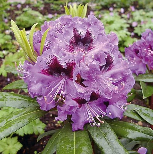 Nahaufnahme einer lila Rhododendronblüte mit dunklen Flecken
