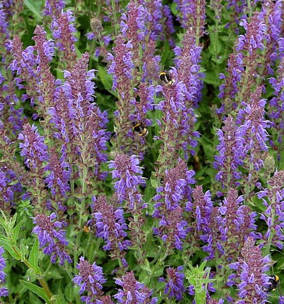 Blühende Salbeipflanze mit Hummeln im Garten.