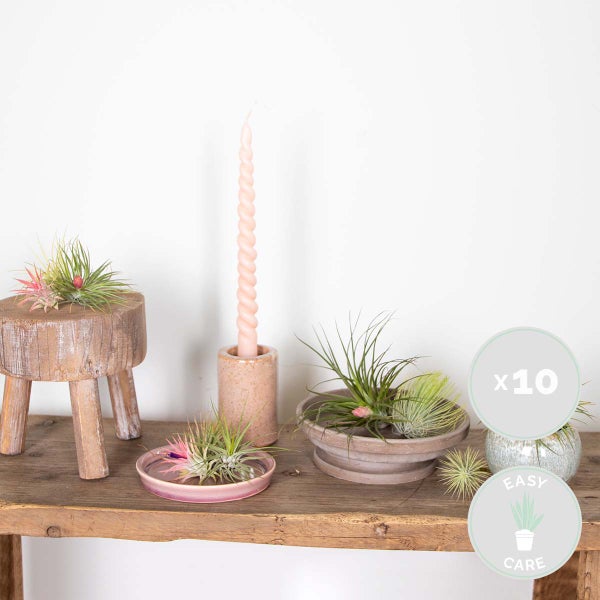 Bloomique - 10er Mix - Tillandsia - Tillandsien - Luftpflanzen Echt - Sehr Pflegeleicht - Höhe 5-15 cm