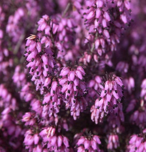 Nahaufnahme von rosafarbenen Heidekrautblüten.