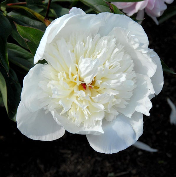 Nahaufnahme einer weißen Pfingstrose