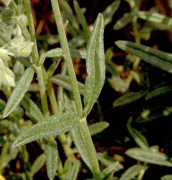 Nahaufnahme von Blättern einer Pflanze