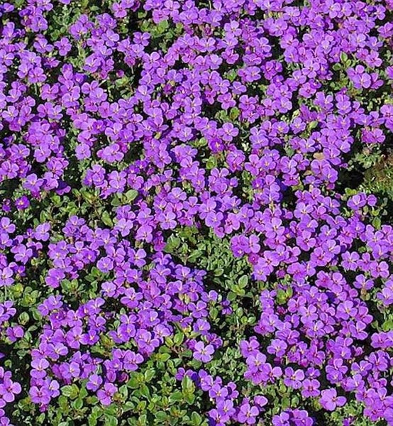 Blütenmeer von Blaukissen