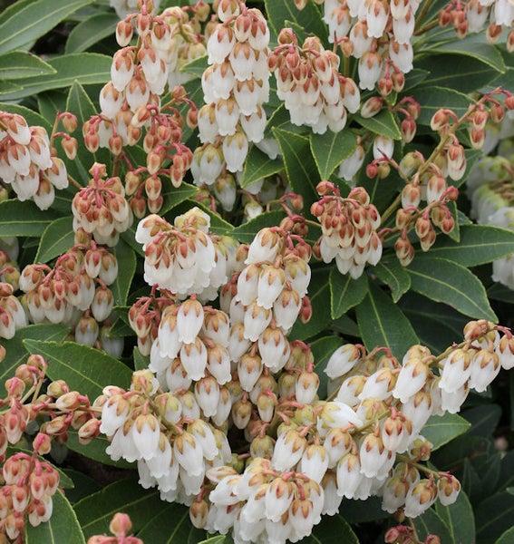 Blütenstände der Schattenglöckchen-Pflanze