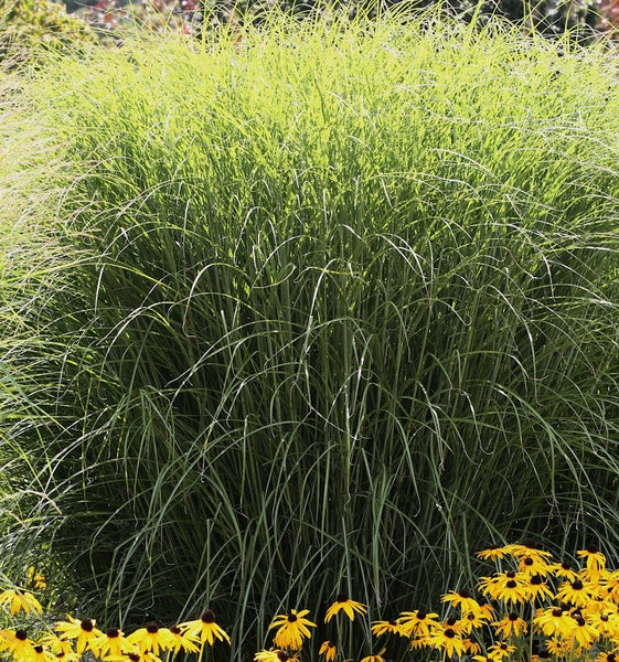 Chinaschilf im Garten mit gelben Blumen