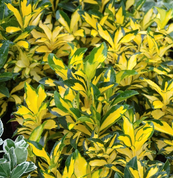 Gelbbunte Heckenpflanze mit grünen Akzenten.