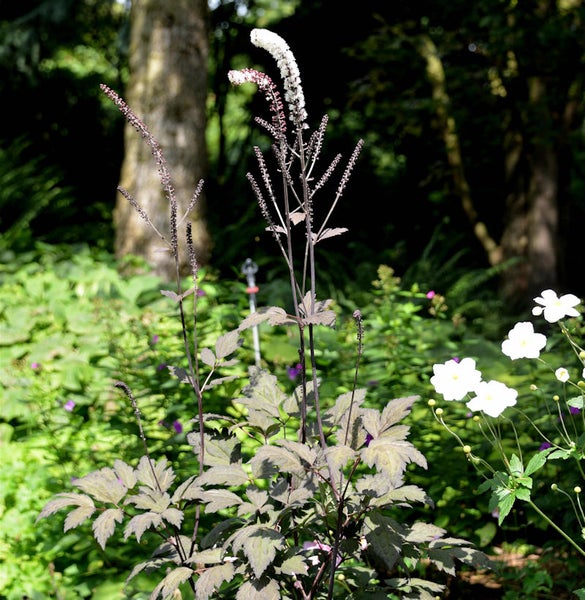 Pflanzen mit Blättern und weißen Blüten im Garten