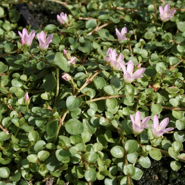 Bodendecker mit kleinen runden grünen Blättern und rosa Blüten für den Steingarten.
