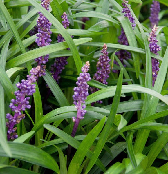 Blütenähren und Laubblätter der Pflanze Lilientraube