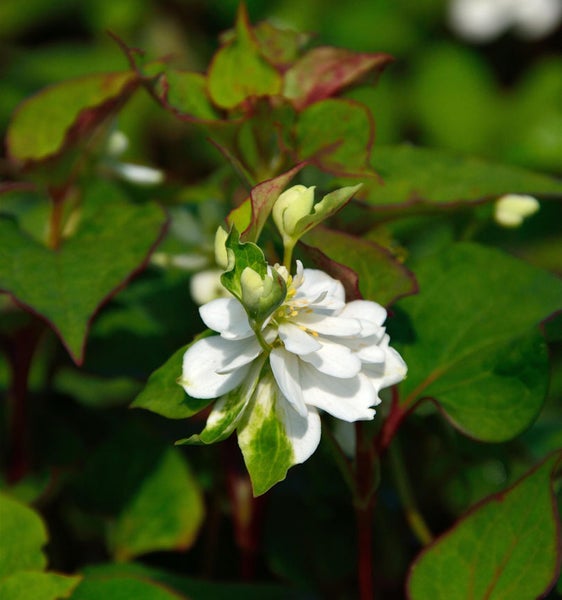 Blüte der Sorte Chamäleon-Gras mit grünem Laub