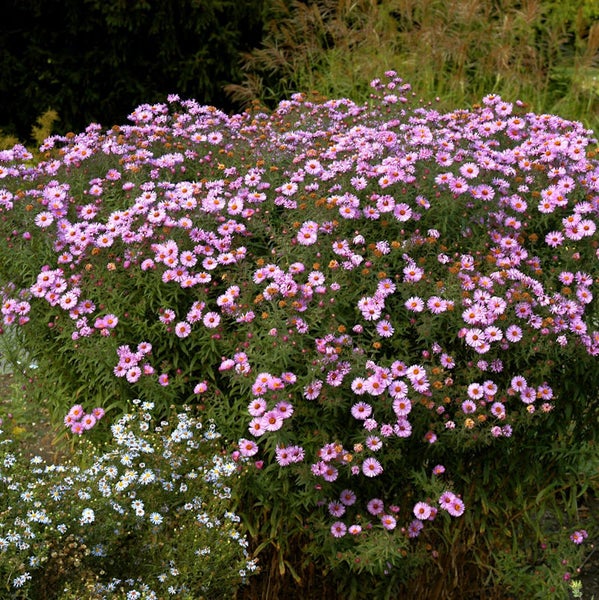 Blühende Herbstaster im Garten