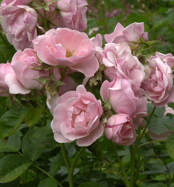 Nahaufnahme einer Gruppe rosa Rosenblüten mit grünen Blättern
