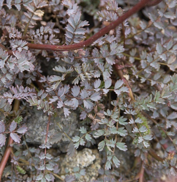 Pflanze mit kleinen Blättern und Stängeln