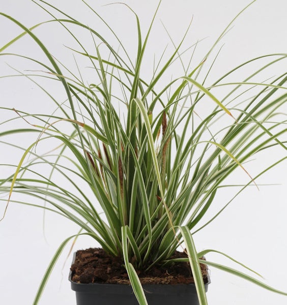 Ziergras in einem Topf