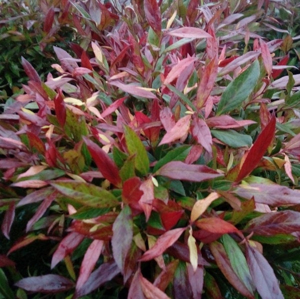 Büsche mit roten und grünen Blättern