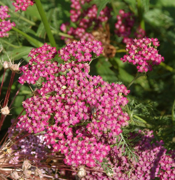 Nahaufnahme von Schafgarbenblüten