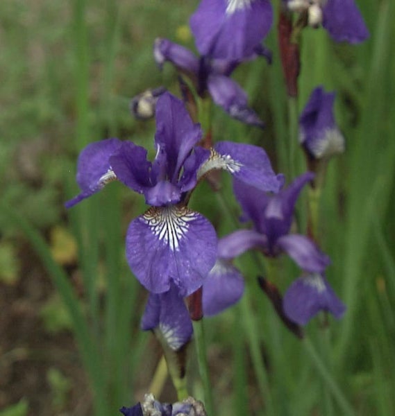 Nahaufnahme von blauen Schwertlilien im Garten.