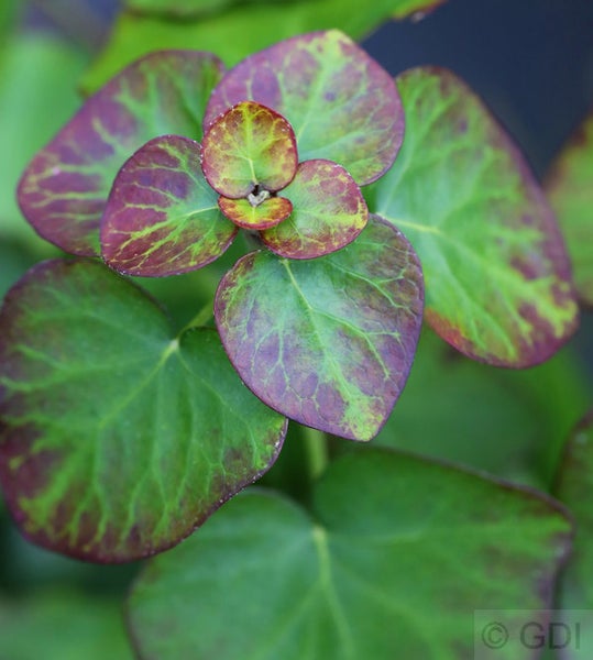 Nahaufnahme von Elfenblumenblättern