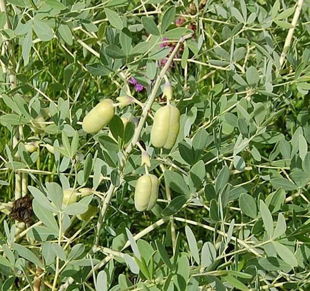 Nahaufnahme einer Blauen Blasenstrauch Pflanze mit Blättern und Schoten.