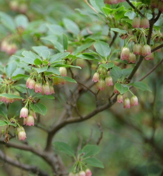 Blütenbaum mit Blättern und glockenförmigen Blüten