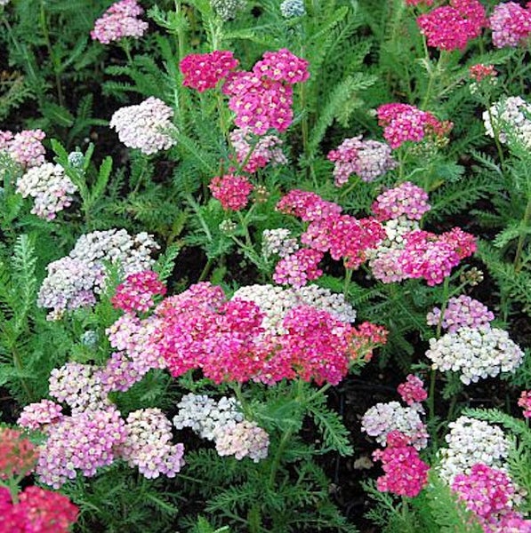 Nahaufnahme von Schafgarbe mit rosa- und cremefarbenen Blüten