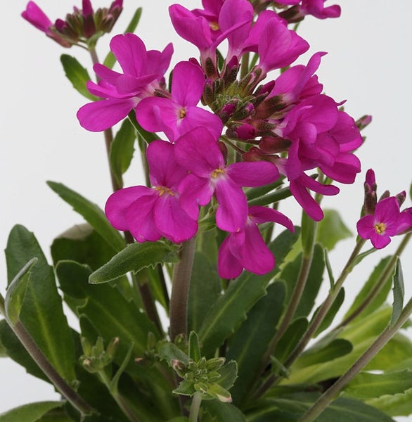 Nahaufnahme einer Aubrieta-Pflanze mit violetten Blüten und grünen Blättern.