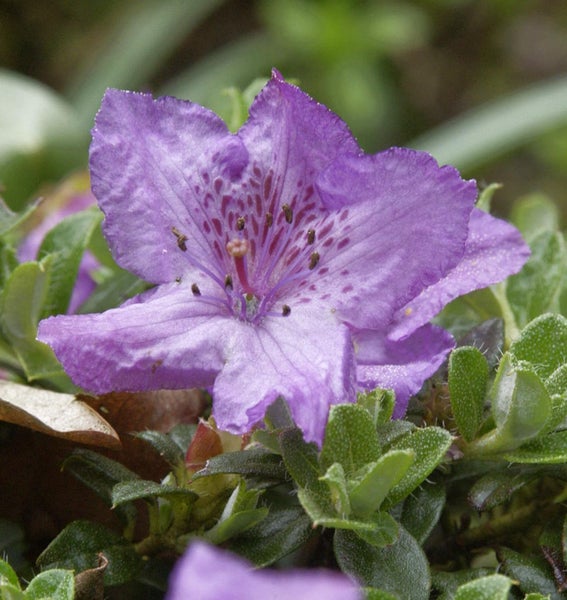 Nahaufnahme einer lila Rhododendronblüte