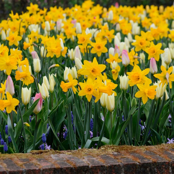 Bloomique - 15er-Mix - Narzisse - Narzisse - großblumiger Mix - Farbmix - Blumenzwiebeln - Frühlingsblüher - mehrjährige Pflanzen - wird bis zu 35-45 cm groß