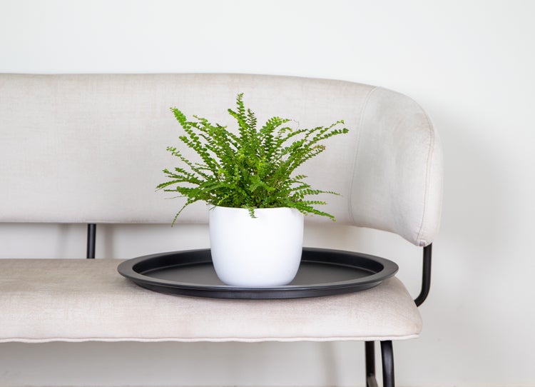 Bloomique - Nephrolepis Duffi - Schwertfarn - Zimmerpflanzen - Luftreinigend - Tierfreundlich - 20-30 cm Hoch - Topf 12 cm