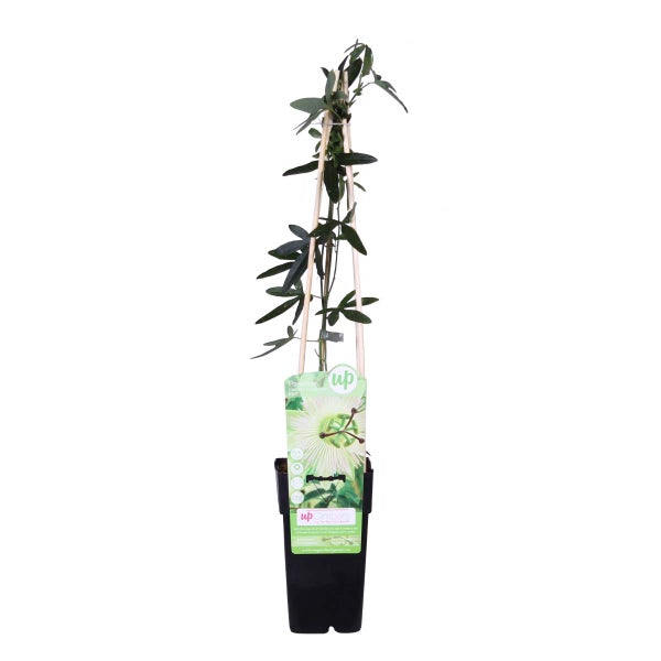 Passiflora Elliot – Passionsblume – Kletterpflanze – Pflegeleicht – ⌀15 cm – ↕60-70 cm