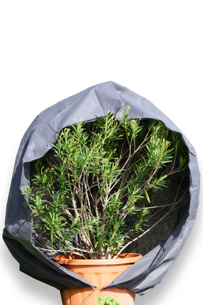 Pflanzenschutzhaube aus Textilgewebe über einem Oleander in einem Kunststofftopf für den Winterschutz im Garten.