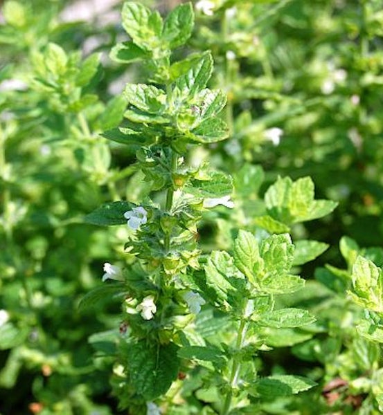 Nahaufnahme einer Melissenpflanze mit grünen Blättern und kleinen, weißen Blüten.
