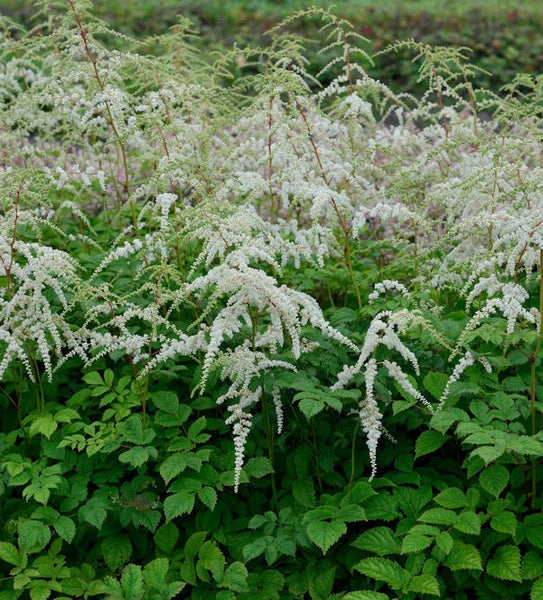 Feld mit blühender Prachtspiere für den Garten