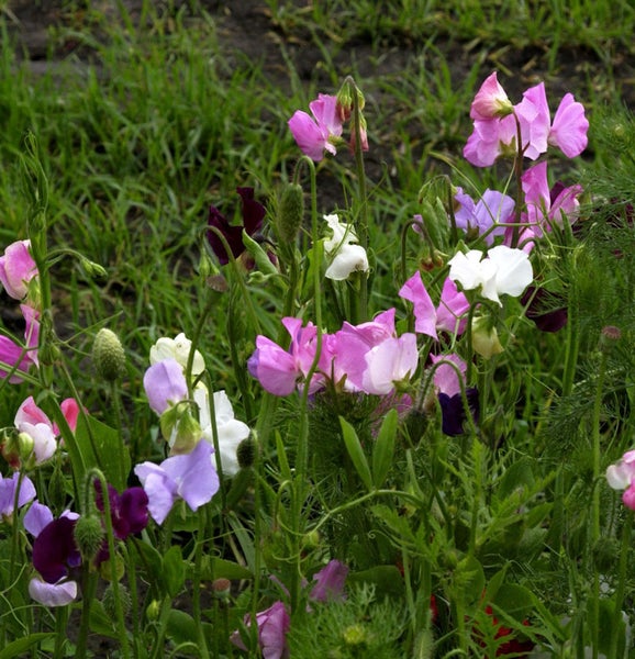 Verschiedenfarbige Duftwicken im Gras
