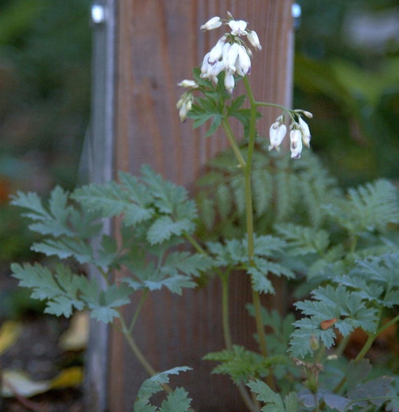 Blüte des Tränenden Herz