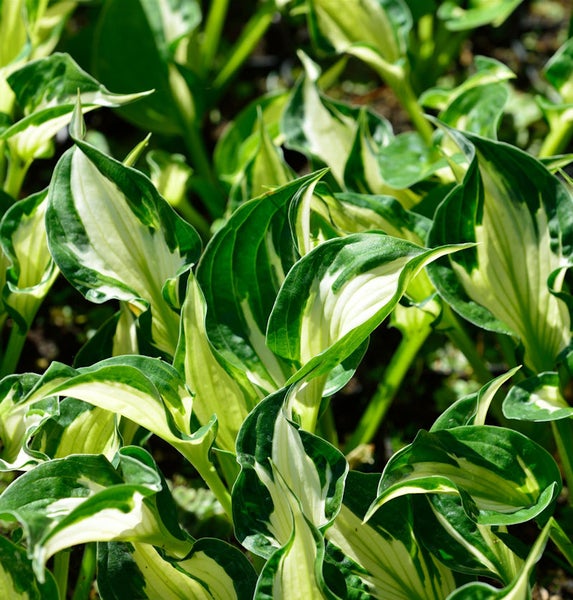 Funkien mit grün weiß gestreiften Blättern