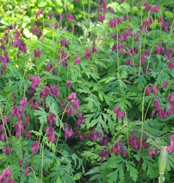 Blutendes Herz mit grünen Blättern im Garten