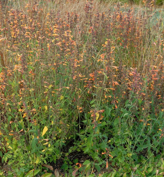 Nahaufnahme einer Agastache mit kleinen Blütenständen im Garten.