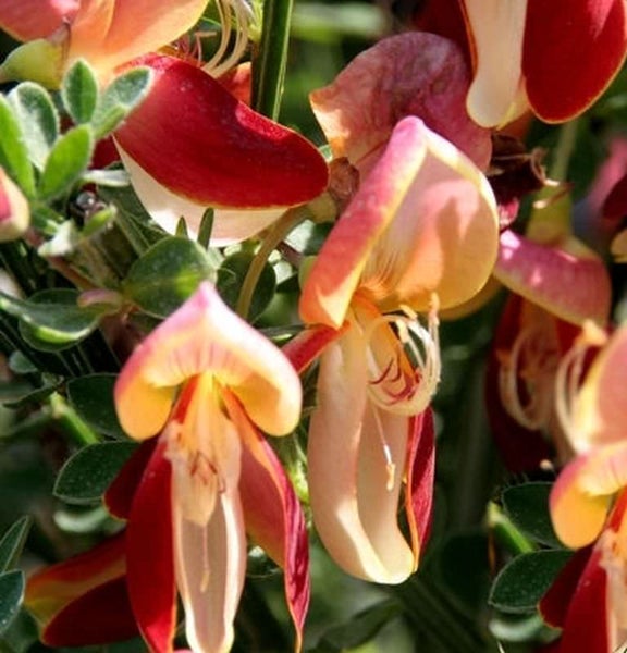 Blüten der Hülsenfrüchtler-Pflanze