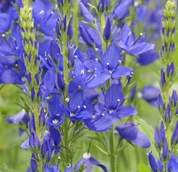 Nahaufnahme von Ehrenpreis-Blüten