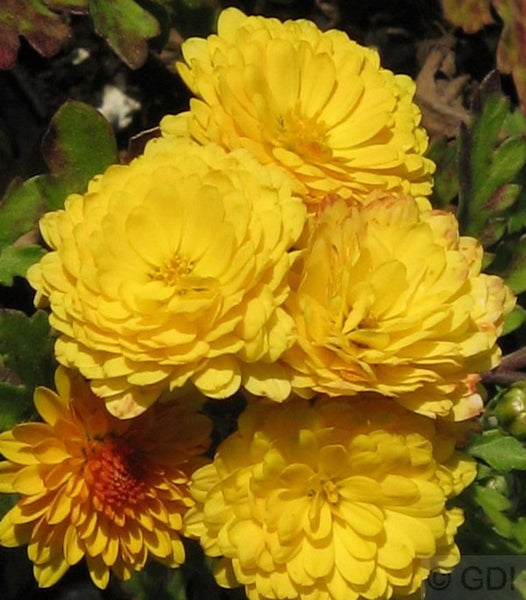 Gelbe Chrysanthemenblüten im Detail