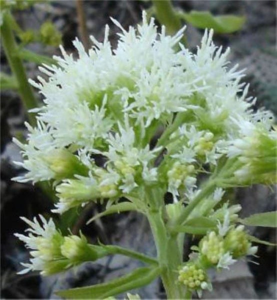 Blütenstand der Pestwurz