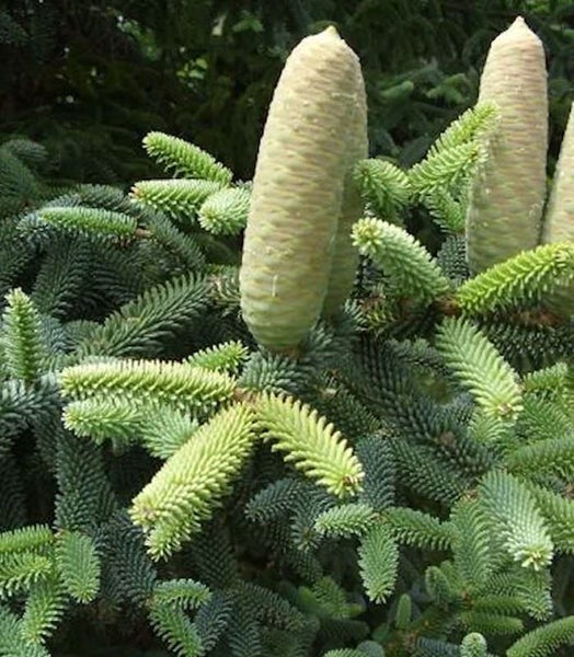 Zweig einer Koreatanne mit Zapfen