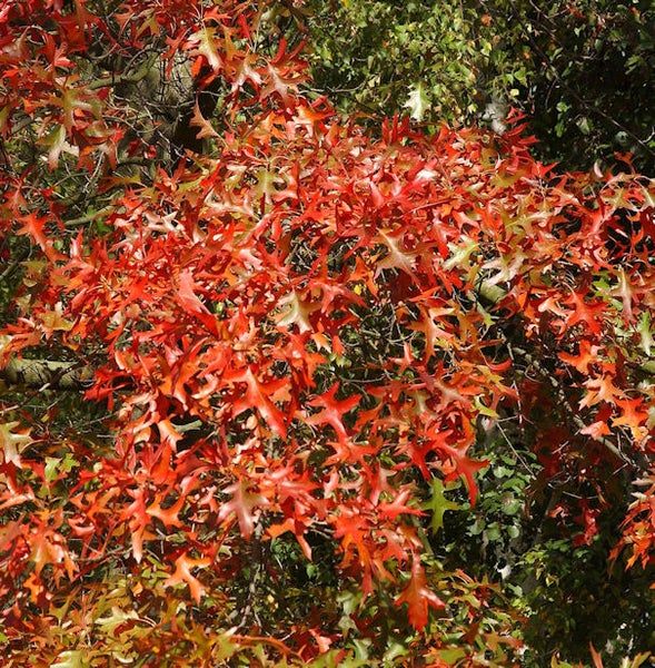 Nahaufnahme von Eichenlaub im Herbst