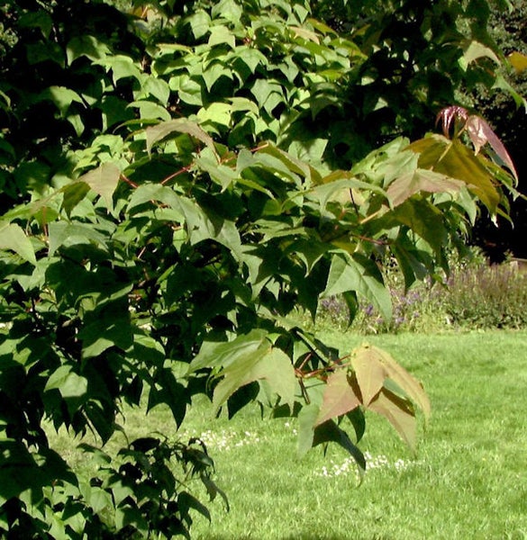 Nahaufnahme eines Dreispitz-Ahorns im Garten.