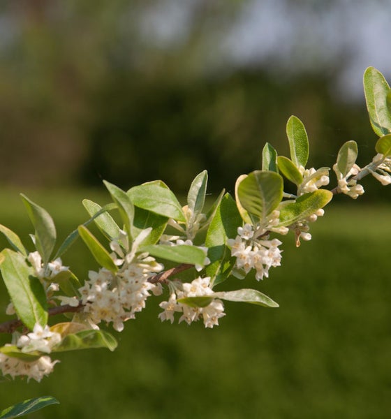Blühender Ölweidenzweig mit Blättern