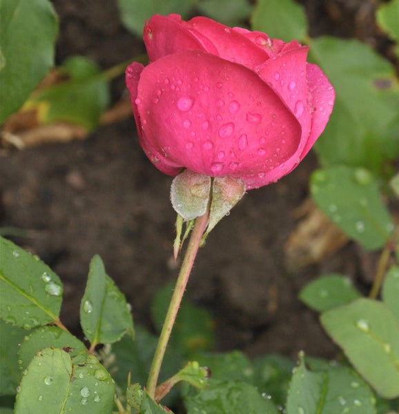 Nahaufnahme einer rosa Rosenblüte mit Wassertropfen