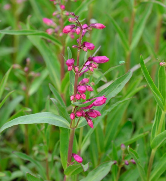 Aufnahme einer Bartfaden-Pflanze mit rosa Blüten