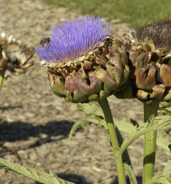 Blühende Artischockenpflanze im Garten mit einer Biene